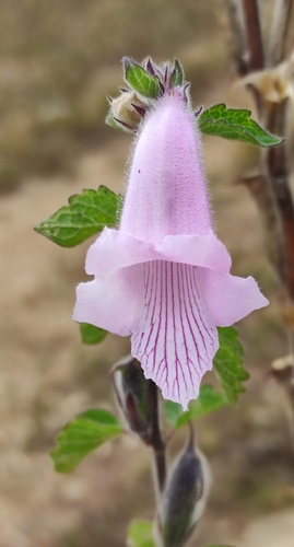 South African foxglove