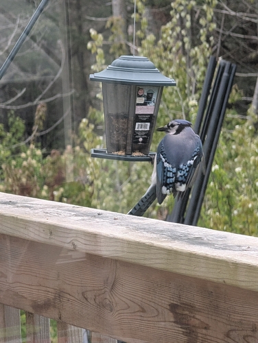 Blue Jay observed by victoria2714