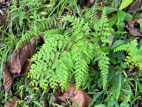 Odontosoria retusa observed 2026-06-03