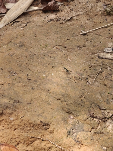 Cicindela tritoma