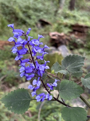Plectranthus zuluensis, photograph 1
