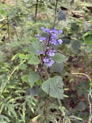 Plectranthus zuluensis, photograph (c) Caroline Voget, some rights reserved (CC BY)