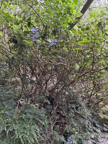 Plectranthus zuluensis, photograph 3