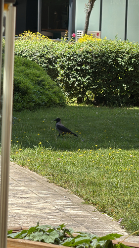 Hooded Crow