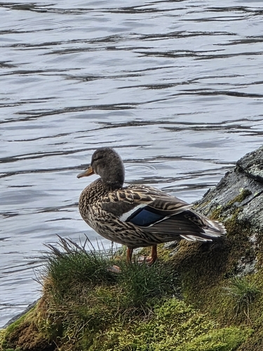 Stockente observed by bernhardoberwinkler