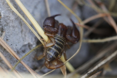 Euscorpius mylonasi