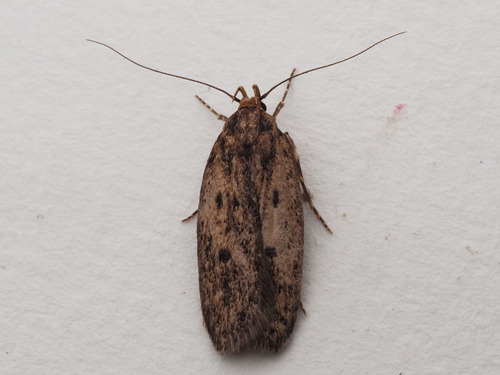 Brown House Moth