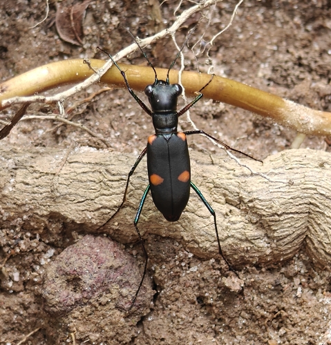 Cicindela assamensis