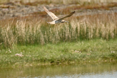 iNaturalist image
