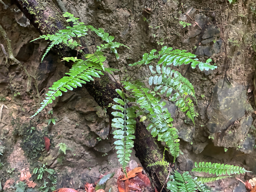 Asplenium tenerum observed 2026-06-03