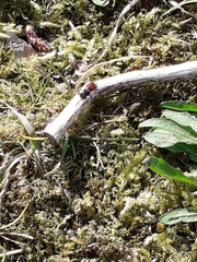 Nomada
