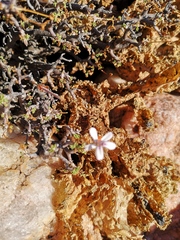 Pelargonium xerophyton