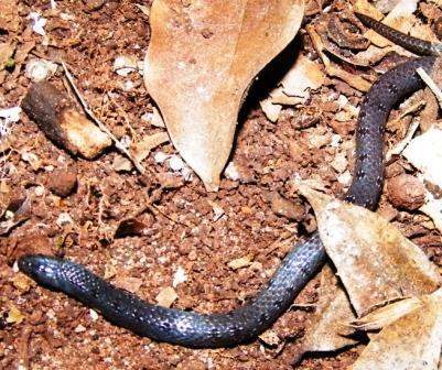 Banded shovel-snout