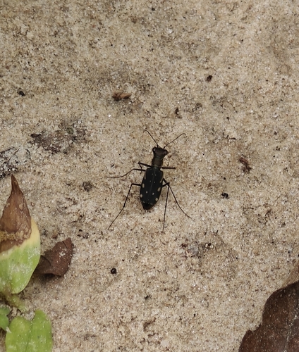 Lined Tiger Beetle