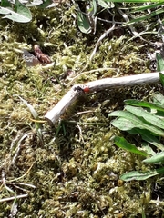Nomada