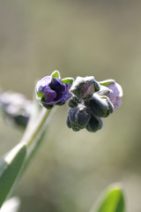 Cynoglossum creticum