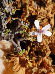 Pelargonium xerophyton