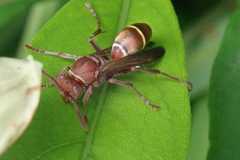 Polistes africanus
