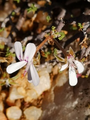 Pelargonium xerophyton