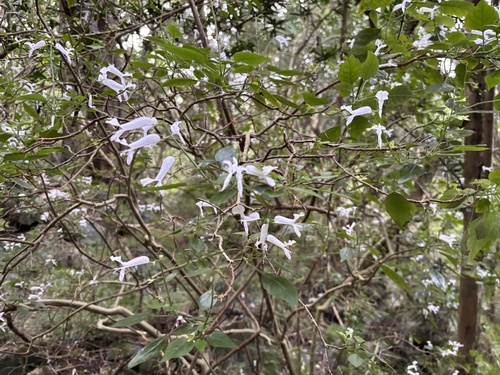 Plectranthus saccatus, photograph 3