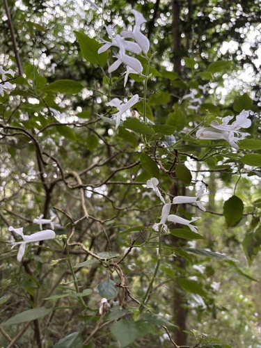 Plectranthus saccatus, photograph 4