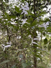 Plectranthus saccatus, photograph (c) Caroline Voget, some rights reserved (CC BY)