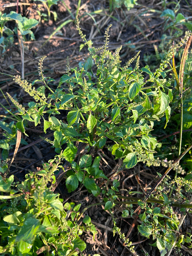Ocimum americanum, photograph 3