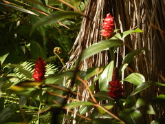 Costus spiralis spiralis