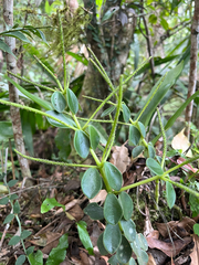 author not stated, no rights reserved Peperomia japonica, photograph author not stated, no rights reserved