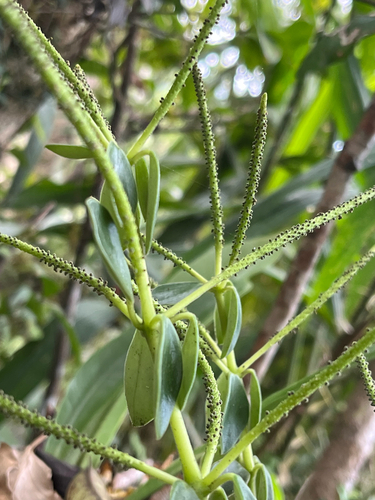 Peperomia japonica, photograph 6