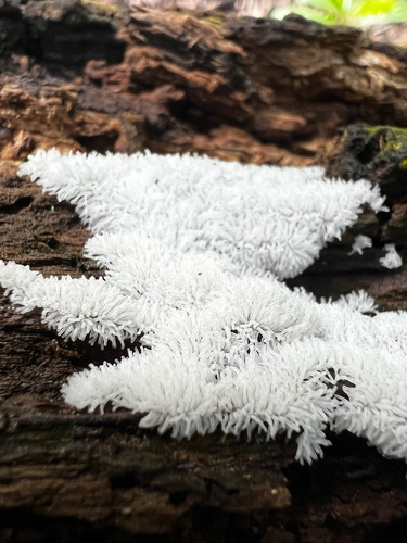 Common Coral Slime