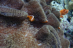 Amphiprion sandaracinos