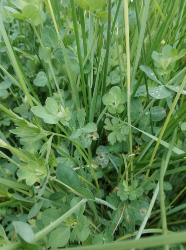 greater bird's-foot-trefoil