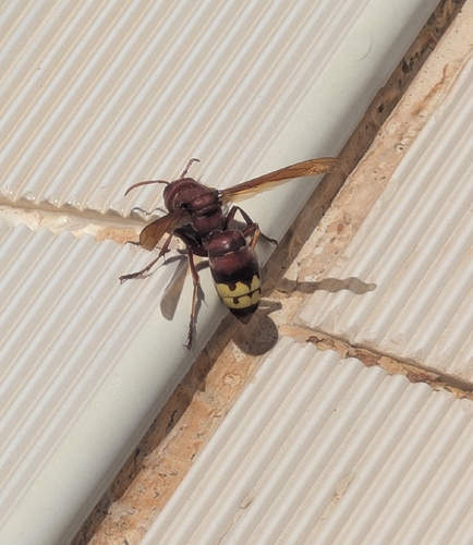 Oriental Hornet