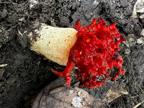 Coral Stinkhorn