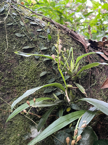 Liparis bootanensis, photograph 4