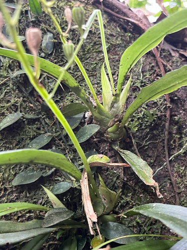 Liparis bootanensis, photograph 3