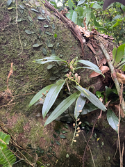Liparis bootanensis, photograph author not stated, no rights reserved