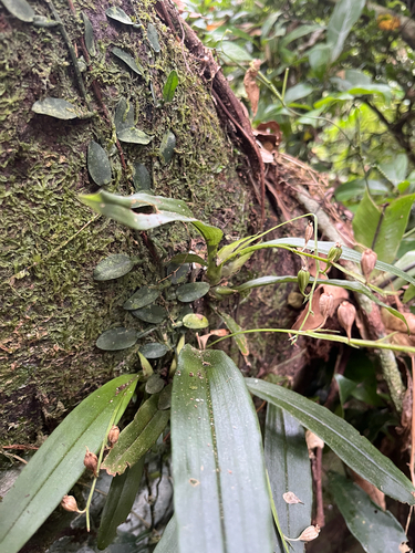 Liparis bootanensis, photograph 5