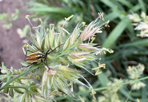 Meadow Plant Bug