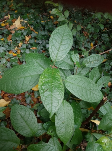 bird cherry