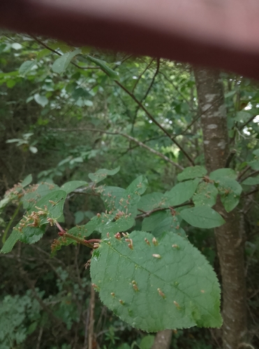 Red Nail Gall Mite