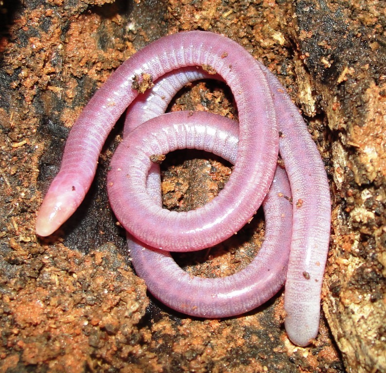 Changamwe Caecilian