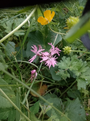 ragged-robin