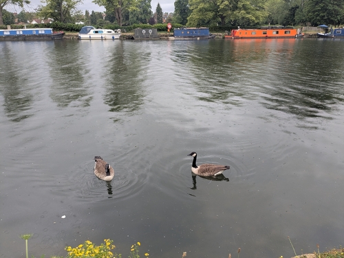 Canada Goose observed by pampaddles