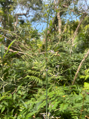 Paraprenanthes sororia, photograph author not stated, no rights reserved