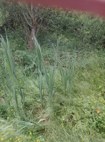 broadleaf cattail