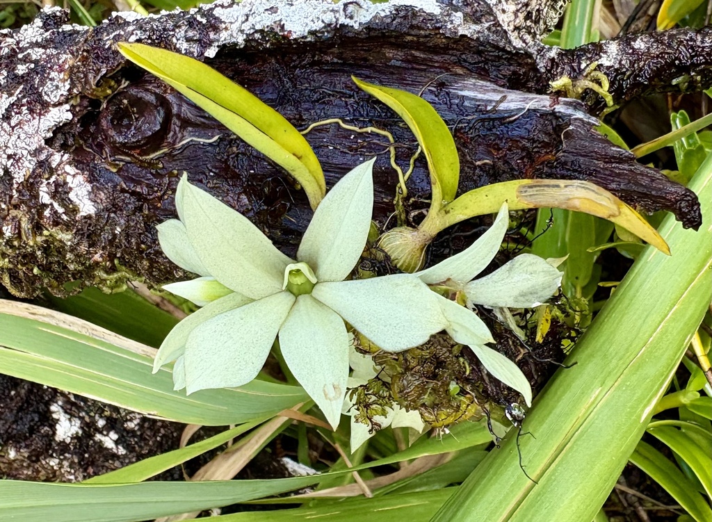 Dendrobium prasinum Lindl. 2