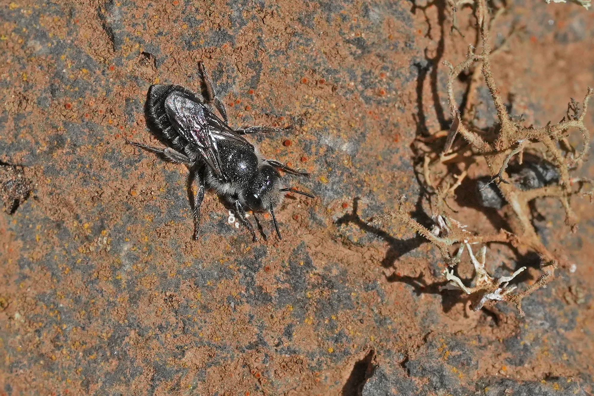Hoplitis anthocopoides