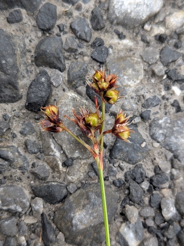 Luzula campestris, photograph 4